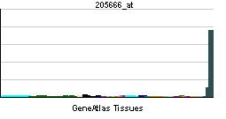 Flavin containing monooxygenase 1